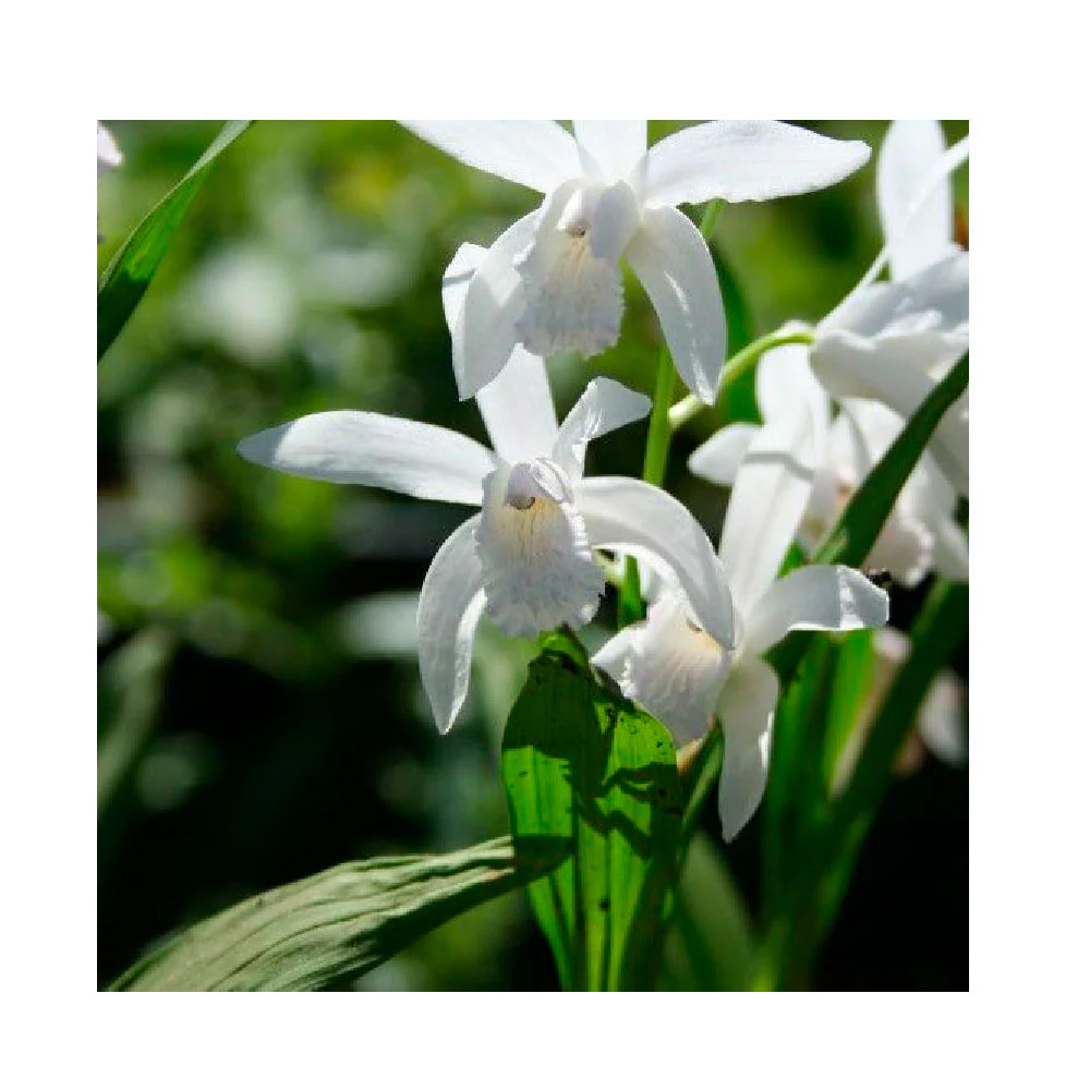 1 Bulbo Bletilla Striata 'alba' Orquidea Blanca