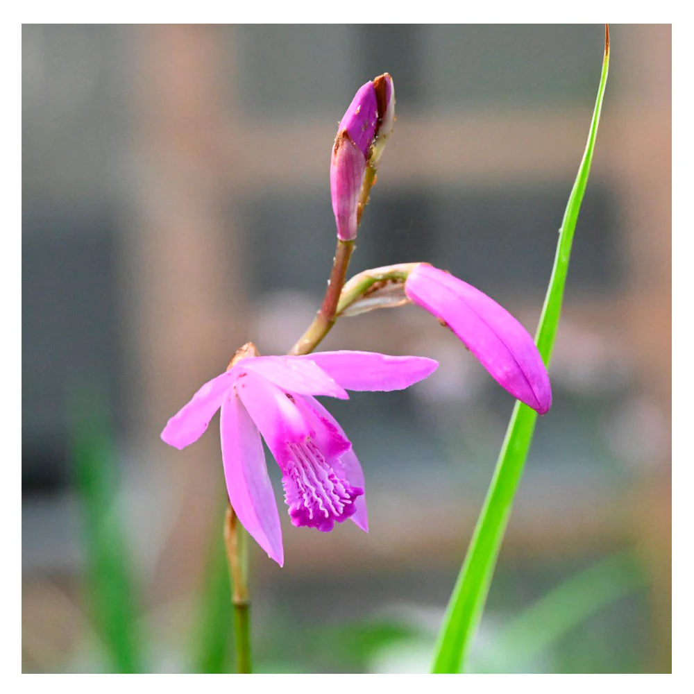 1 Bulbo De Bletilla Striata Orquidea Terrestre