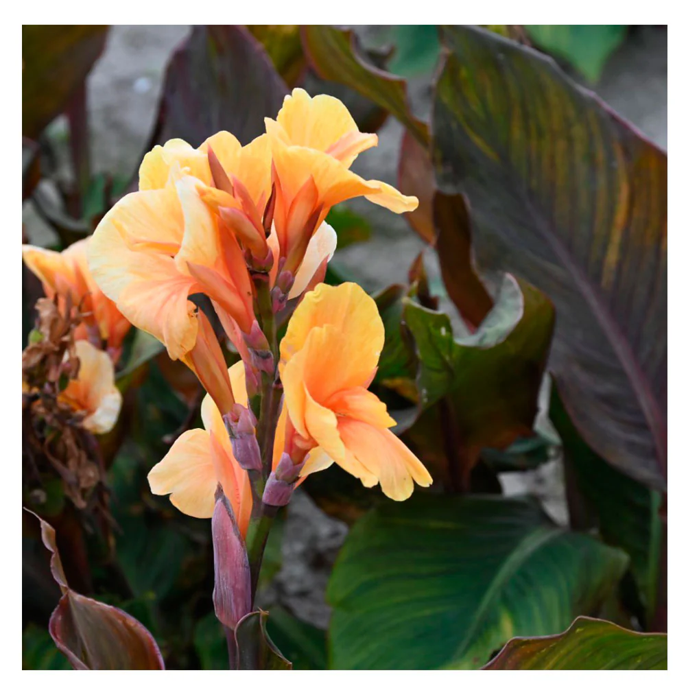 1 Bulbo De Planta Canna Variedad 'apricot Dream'