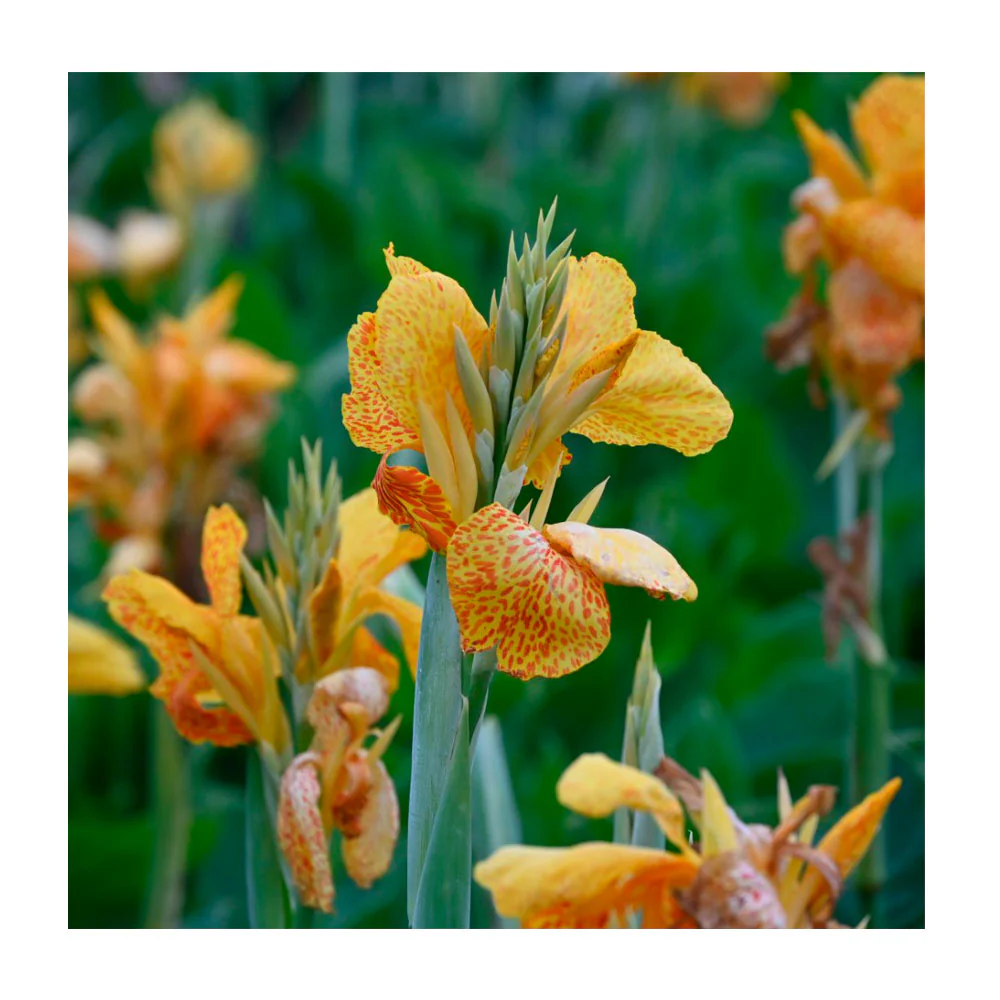 1 Bulbo De Planta Canna Variedad 'en Avant'