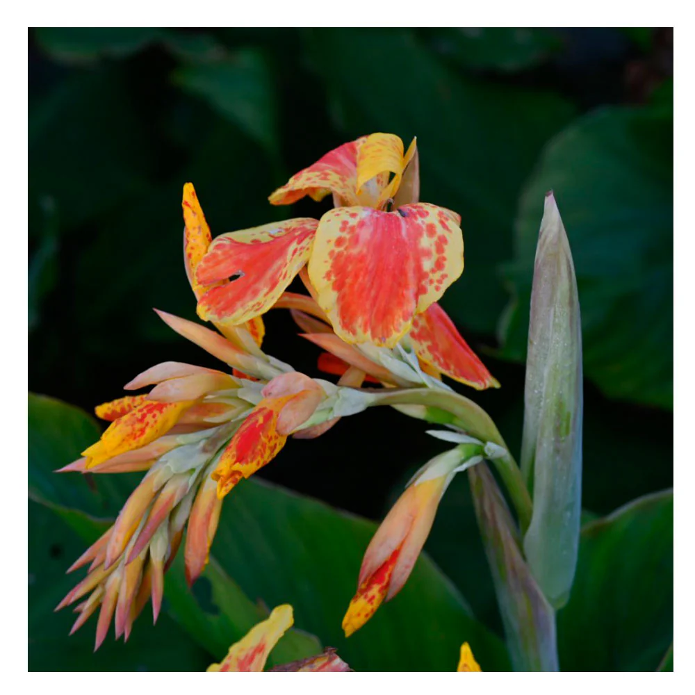1 Bulbo De Planta Canna Variedad 'taroundant'