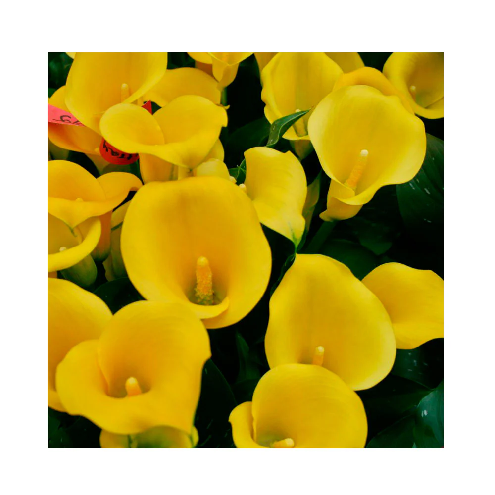 1 Bulbo De Zantedeschia Amarilla Variedad Solo