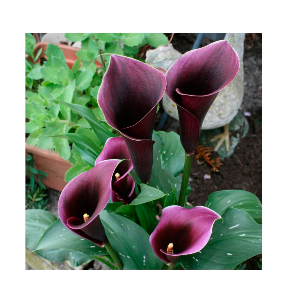 1 Bulbo Zantedeschia 'caruso' Cala Purpura