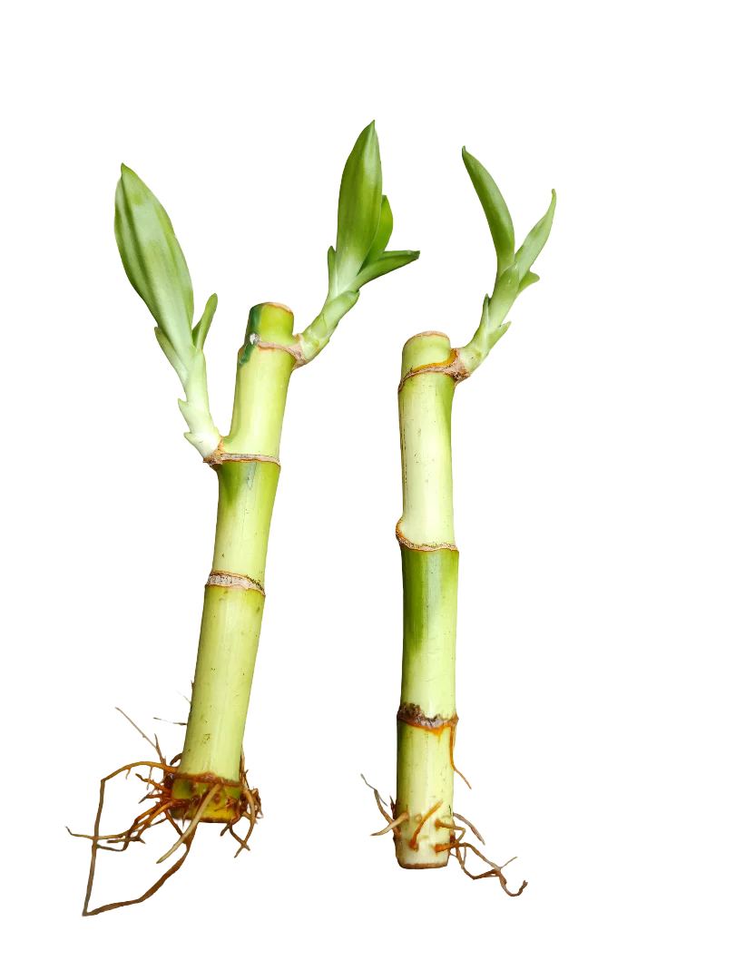 1 Caña De Bambu De La Suerte Con Raiz Esqueje De 10-12 Cms