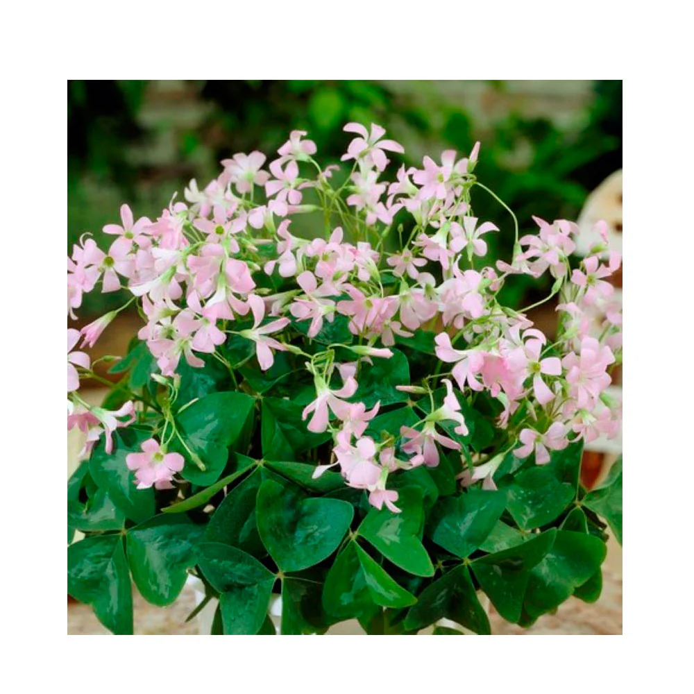 10 Bulbos De Oxalis Triangularis Variedad Ssp. Papilionacea Fanny Planta Mariposa