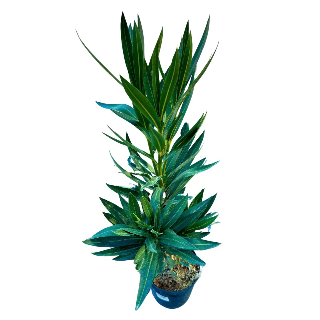 Adelfa Planta Ornamental De Jardín (nerium Oleander) Maceta 17cm - Image 2