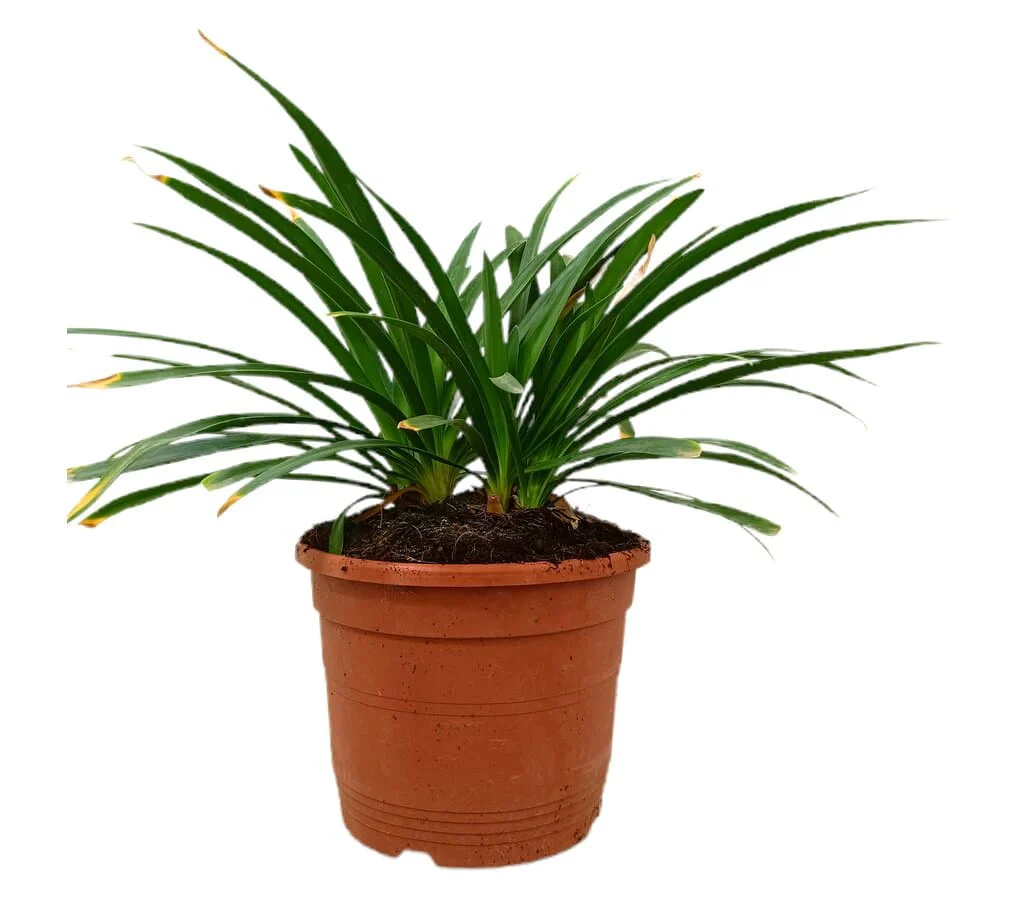 Agapanthus Africano M24 40-50cm