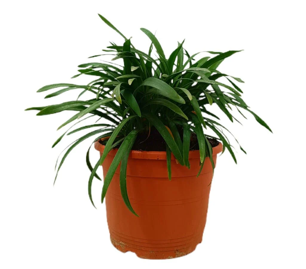 Agapanthus Peter Pan M24 30-40cm