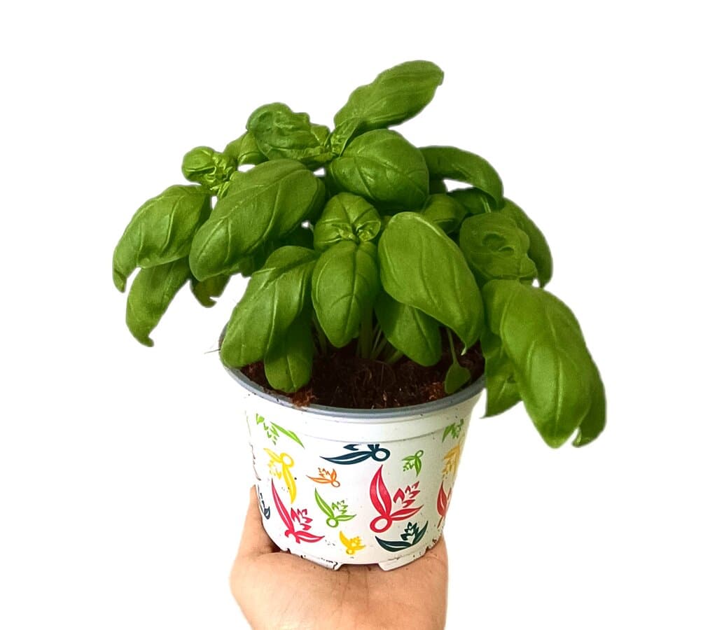 Albahaca Comestible Hoja Grande M12