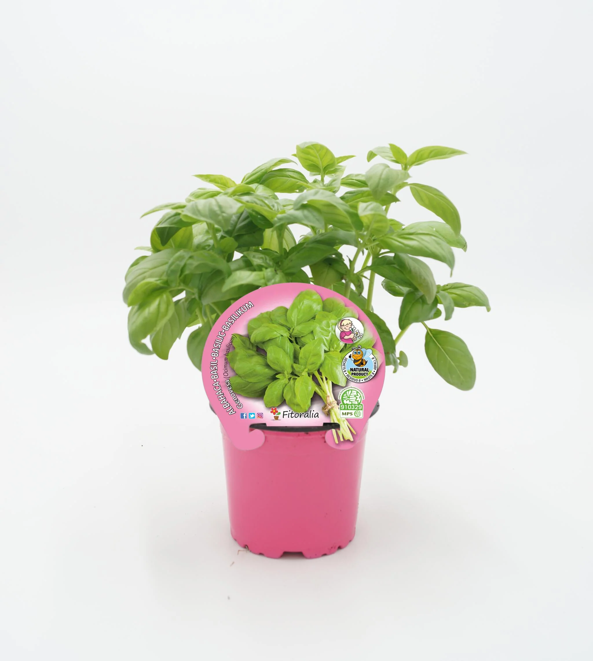 Albahaca pesto Hoja Ancha En Maceta 10,5 Cm. Natural - Fitoralia
