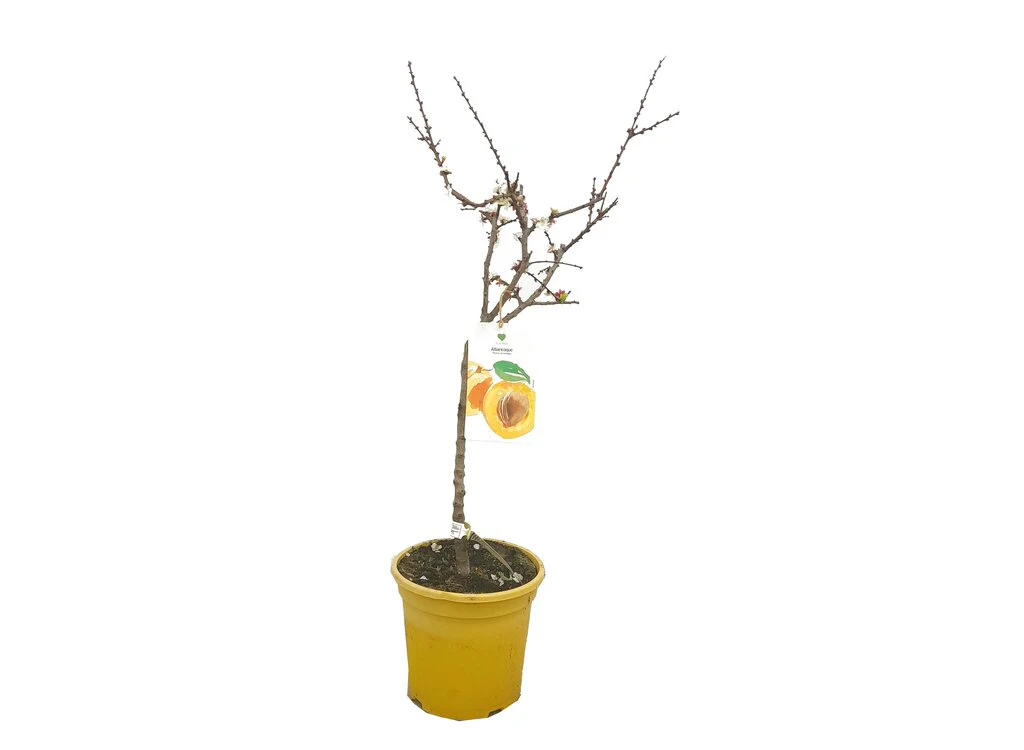 Albaricoquero Enano M26 80cm (prunus Armeniaca)