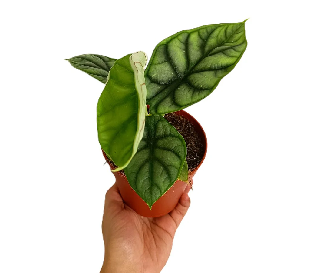 Alocasia Silver Dragon M12