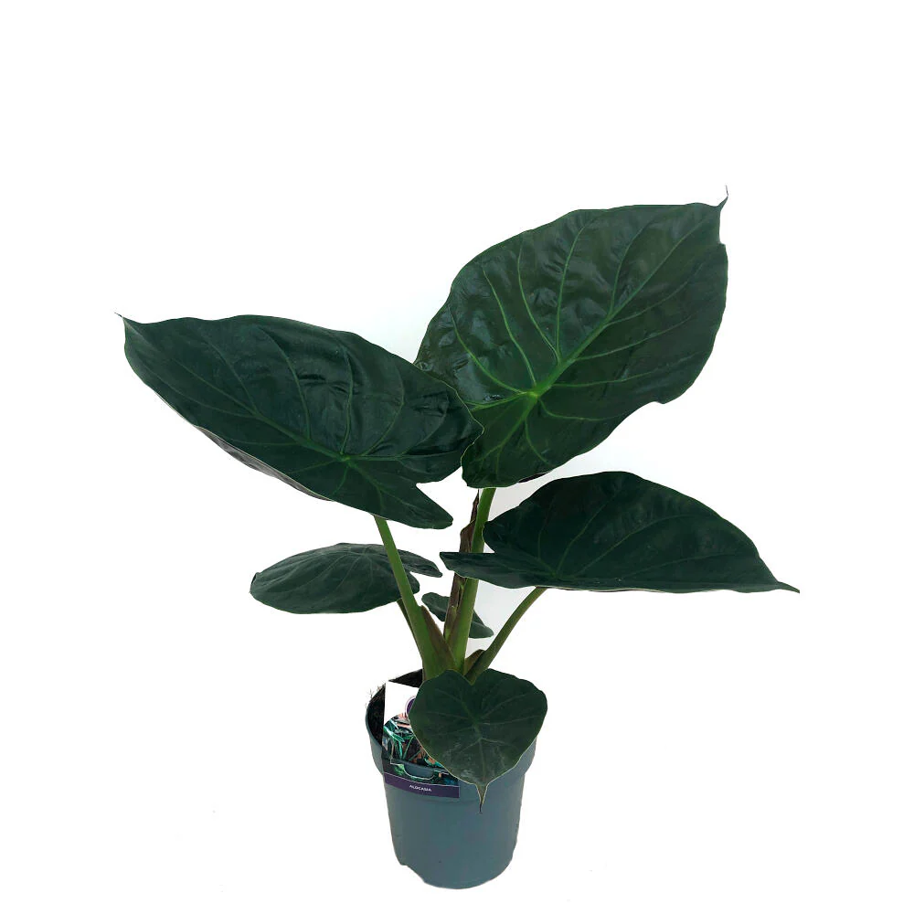 Alocasia Wentii M19 70cm