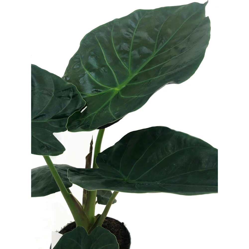 Alocasia Wentii M19 70cm - Image 2