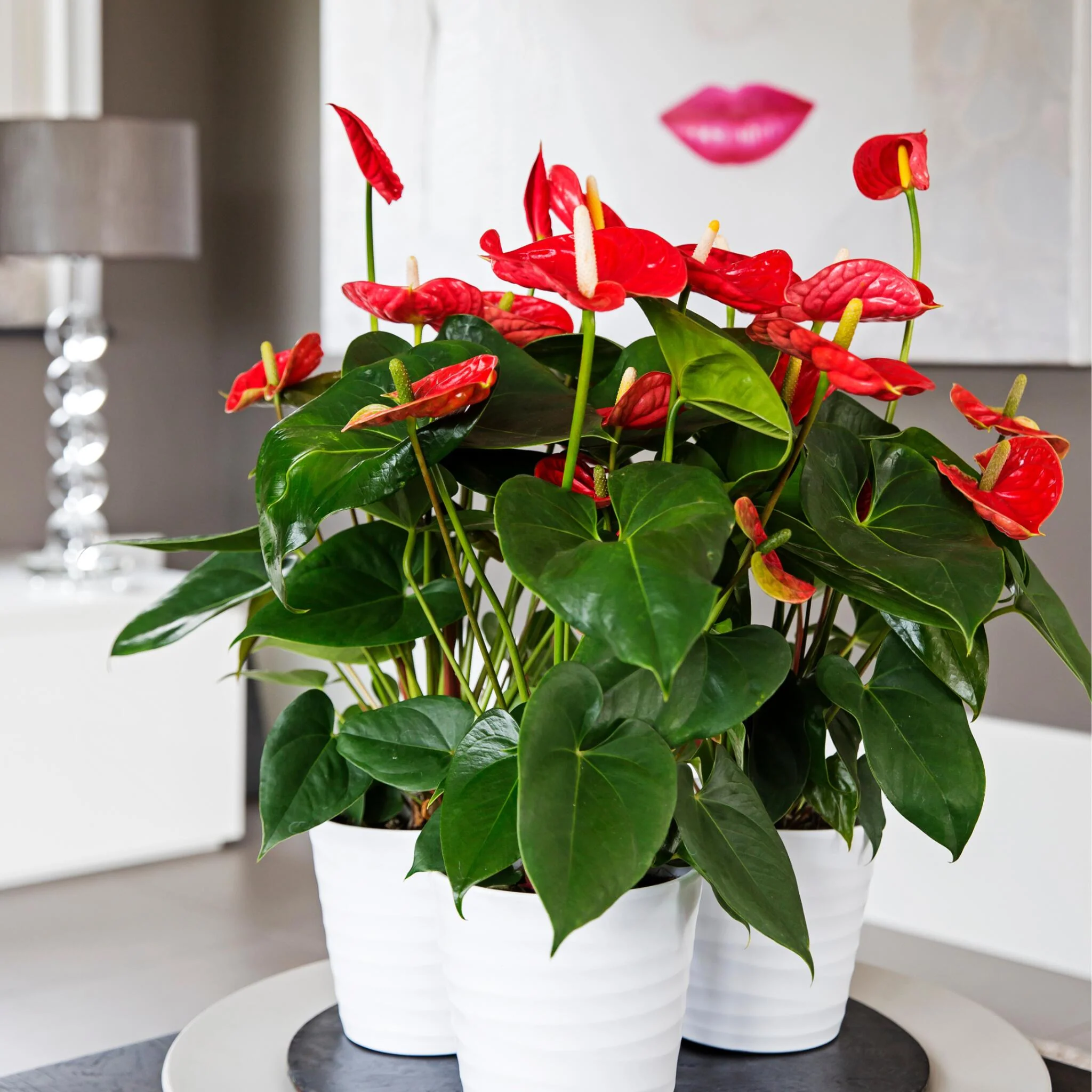 Anturio - Anthurium 'madural Red' - Altura 55-70cm - Ø17cm - Image 2