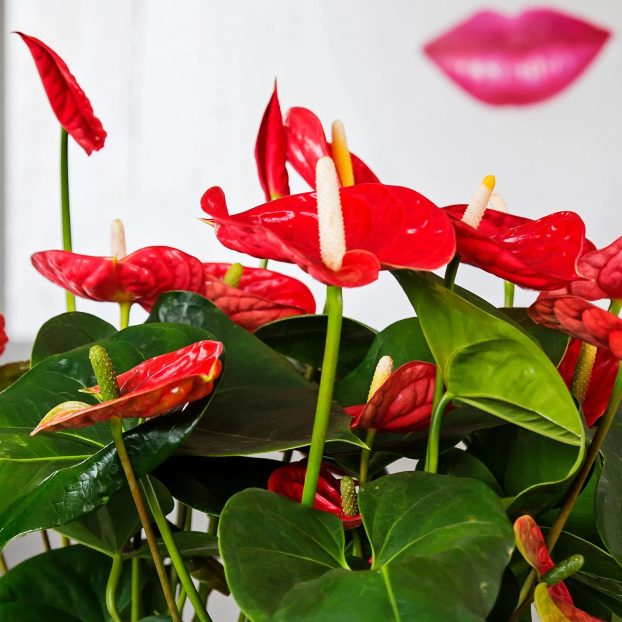 Anturio - Anthurium 'madural Red' - Altura 55-70cm - Ø17cm - Image 4
