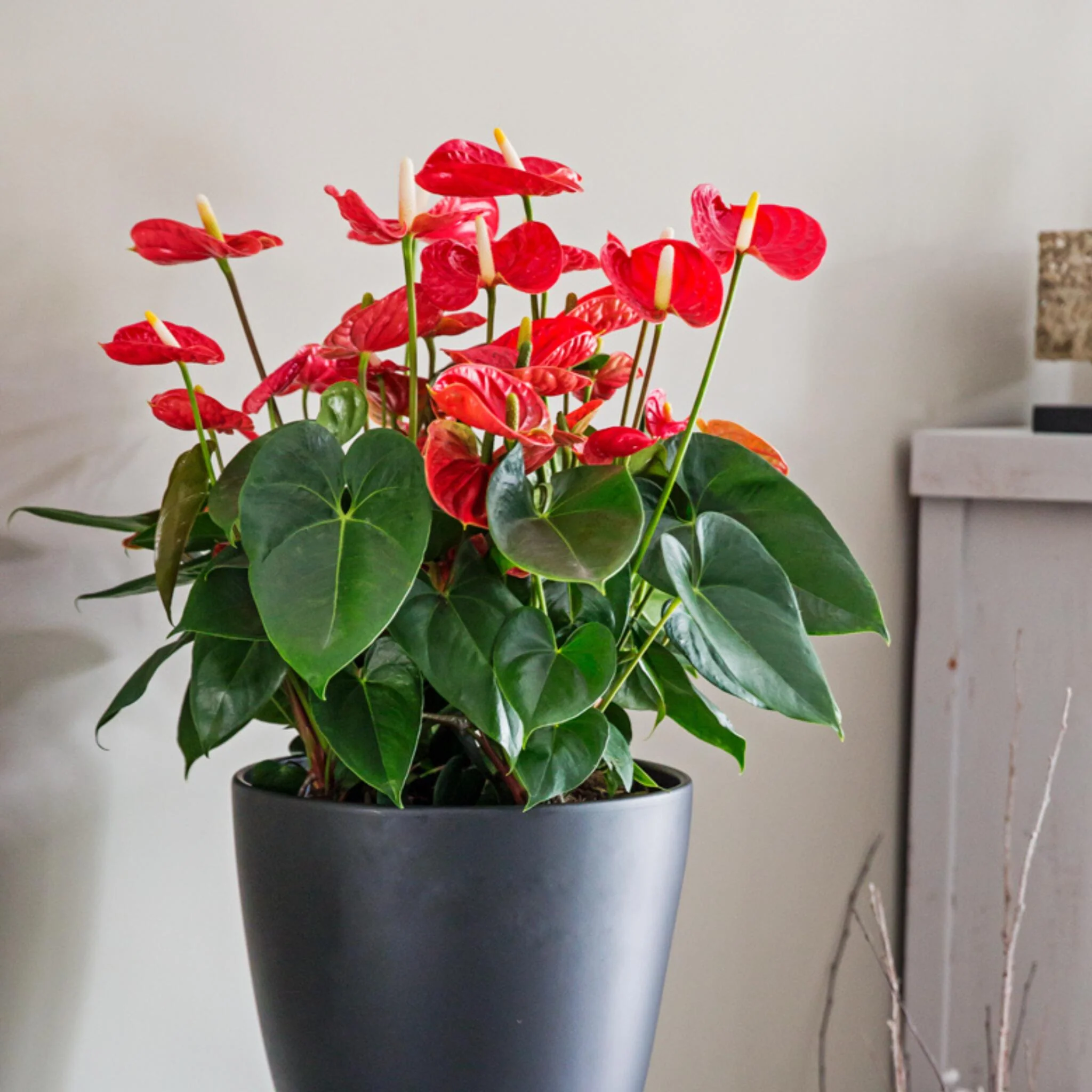 Anturio - Anthurium 'madural Red' - Altura 55-70cm - Ø17cm - Image 5