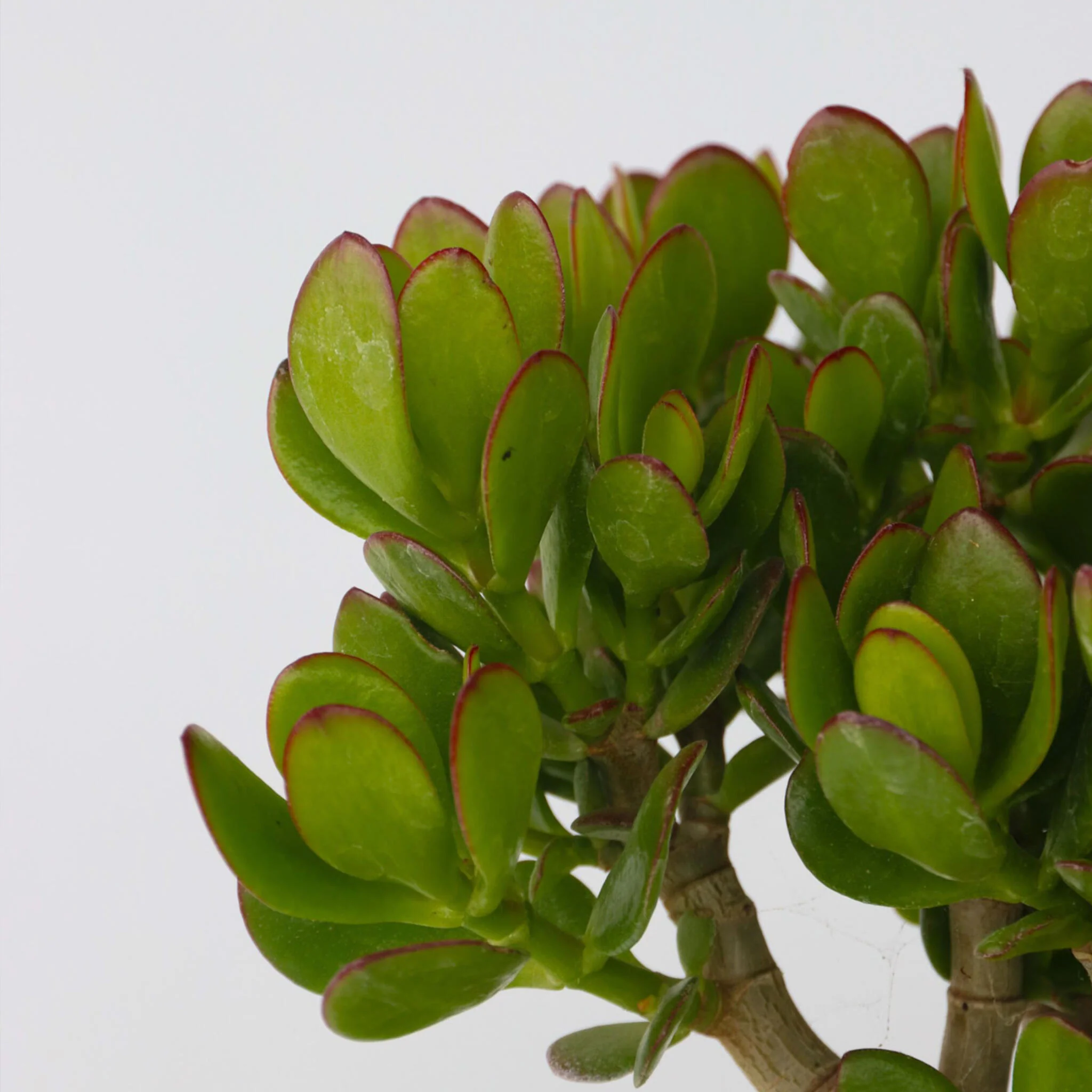 Árbol De La Suerte - Set 2 - Crassula Ovata - Altura 15-25cm - Ø12cm - Image 3