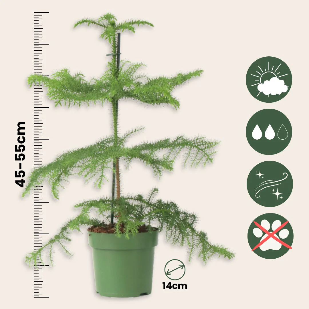 Arbolapp Canarias - Araucaria Heterophylla - Altura 45-55cm - ⌀14cm - Image 3