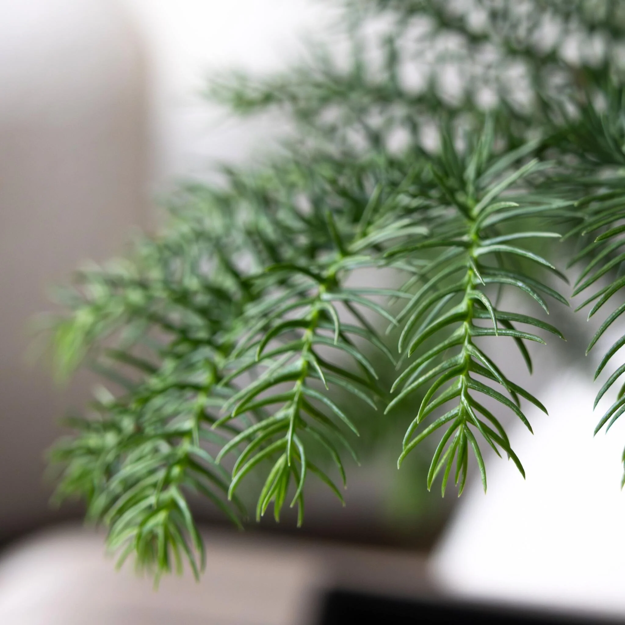 Arbolapp Canarias - Araucaria Heterophylla - Altura 45-55cm - ⌀14cm - Image 4
