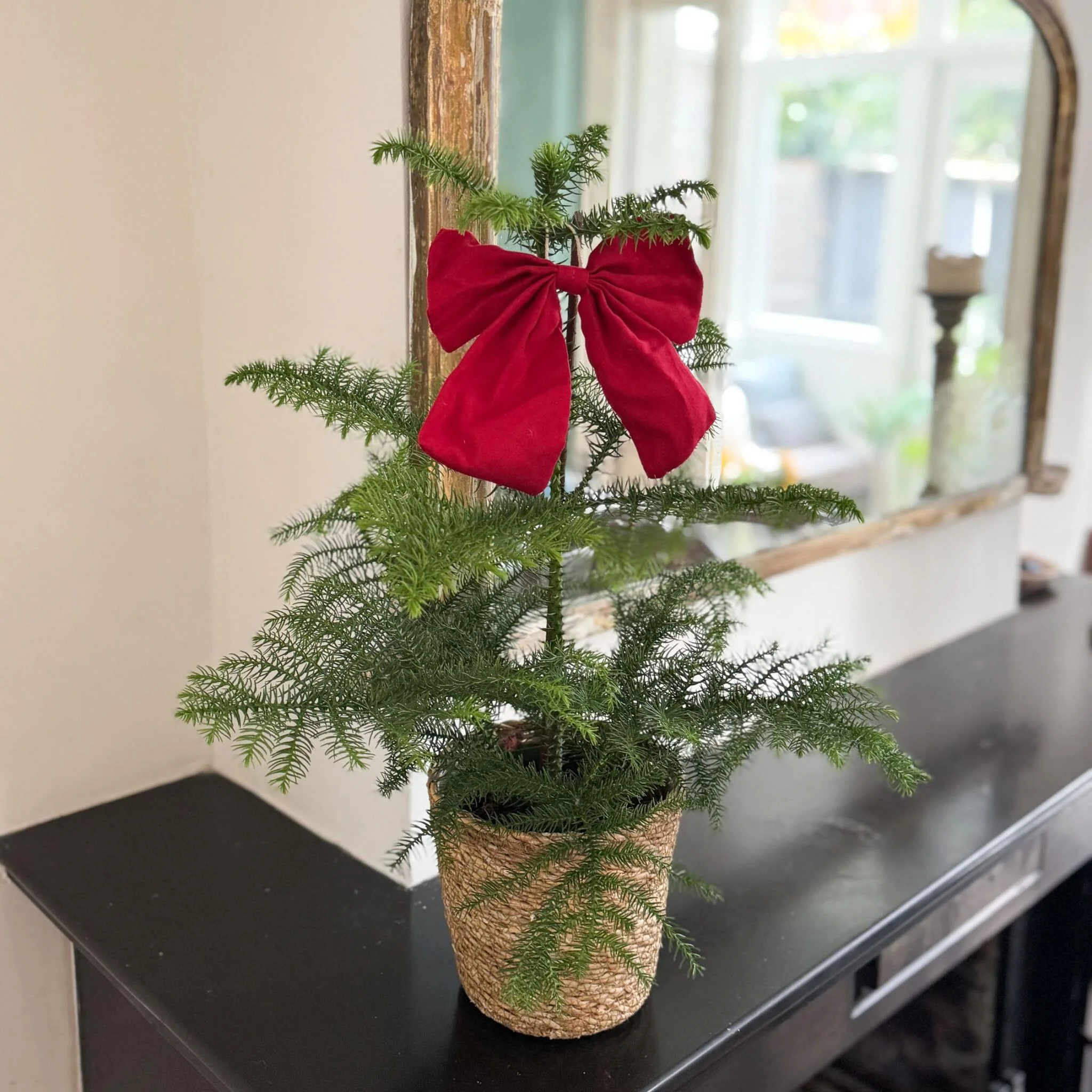 Arbolapp Canarias - Araucaria Heterophylla - Altura 45-55cm - ⌀14cm - Image 5