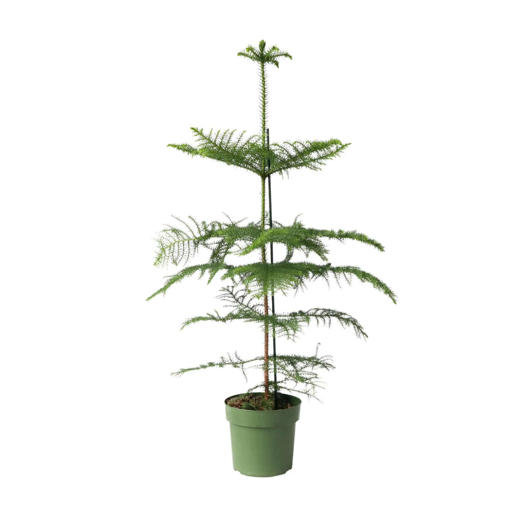 Arbolapp Canarias - Araucaria Heterophylla - Altura 70-80cm - ⌀21cm