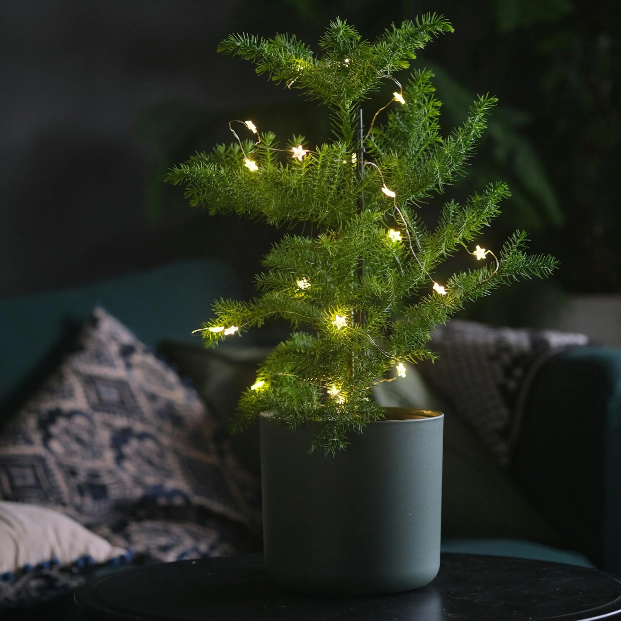 Arbolapp Canarias - Araucaria Heterophylla - Altura 70-80cm - ⌀21cm - Image 2