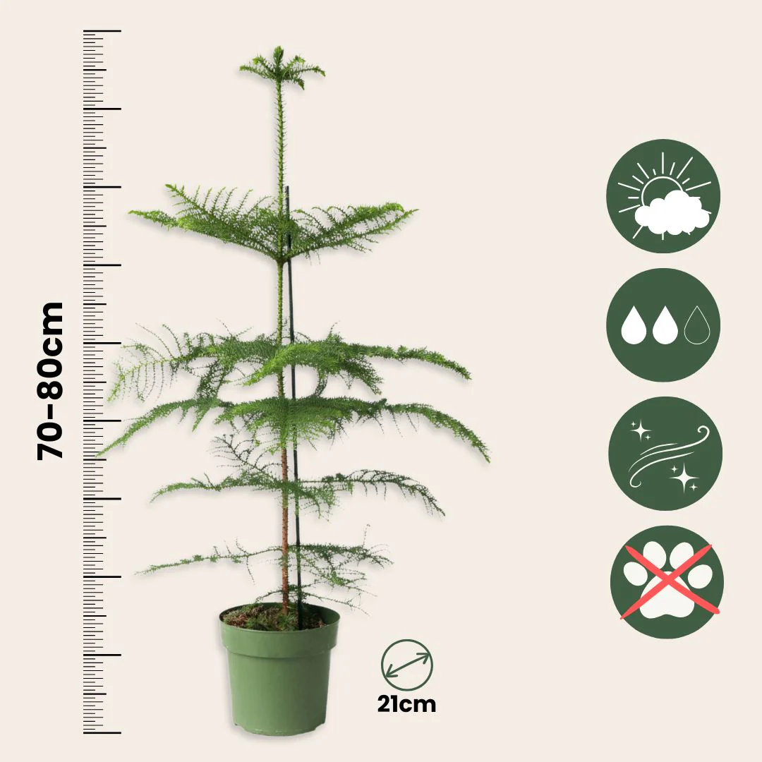 Arbolapp Canarias - Araucaria Heterophylla - Altura 70-80cm - ⌀21cm - Image 3