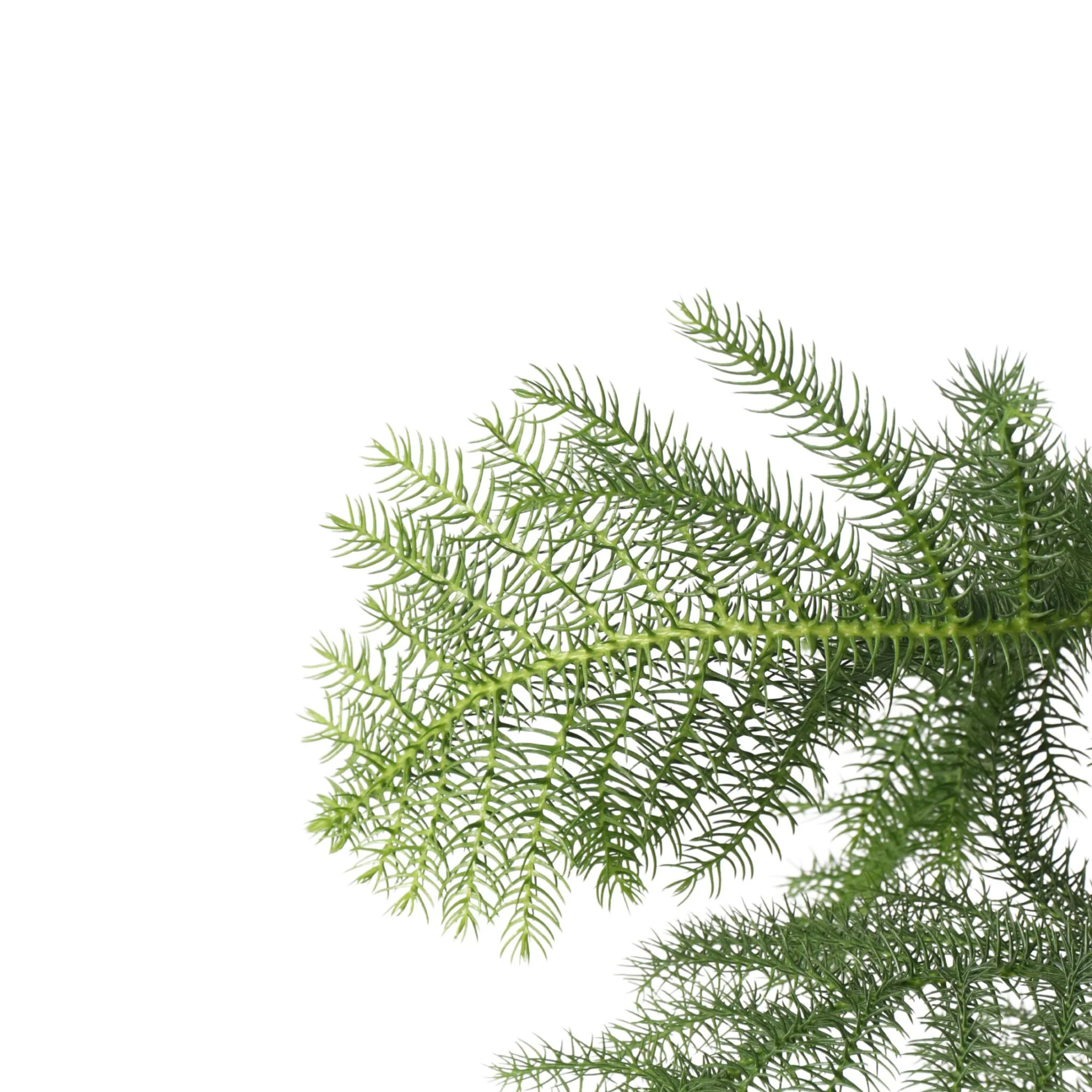 Arbolapp Canarias - Araucaria Heterophylla - Altura 70-80cm - ⌀21cm - Image 4