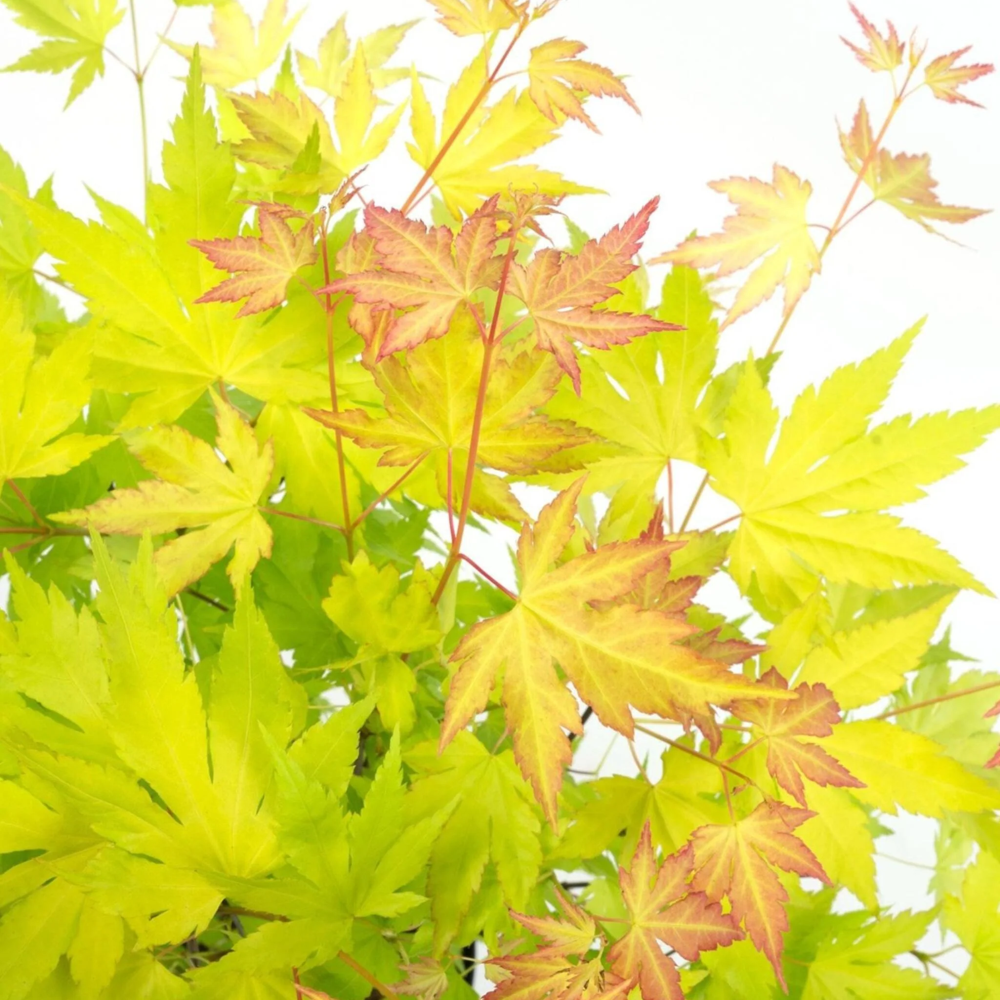 Arce Japonés - Acer Palmatum 'orange Lace' - Altura 60-70cm - ⌀19cm - Image 4