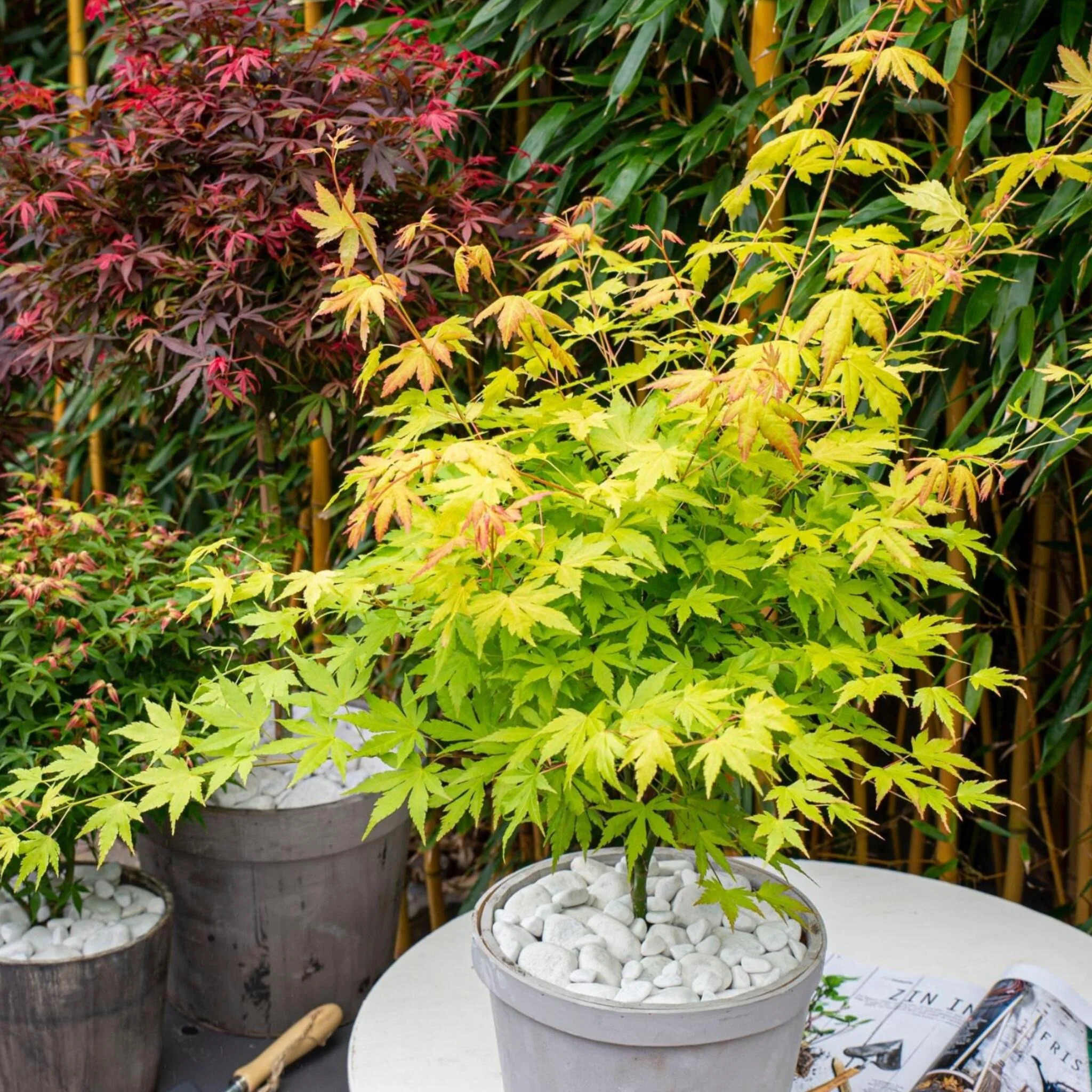 Arce Japonés - Acer Palmatum 'orange Lace' - Altura 60-70cm - ⌀19cm - Image 5