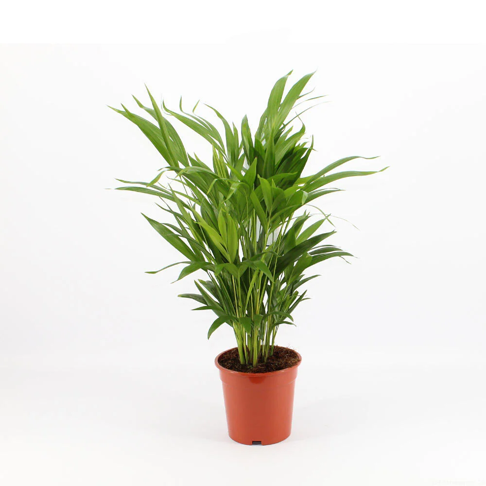 Areca Lutescens M17 60cm