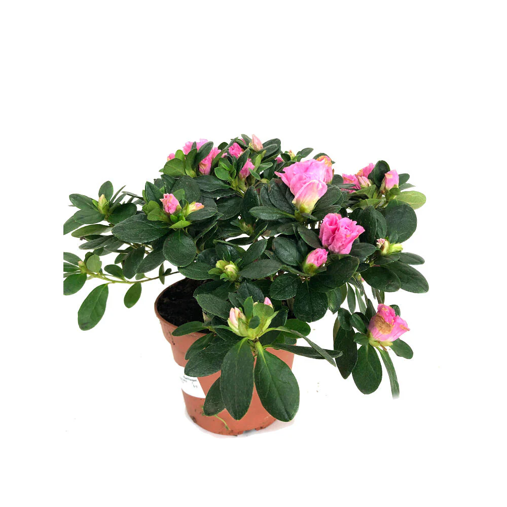 Azalea Simsii M14
