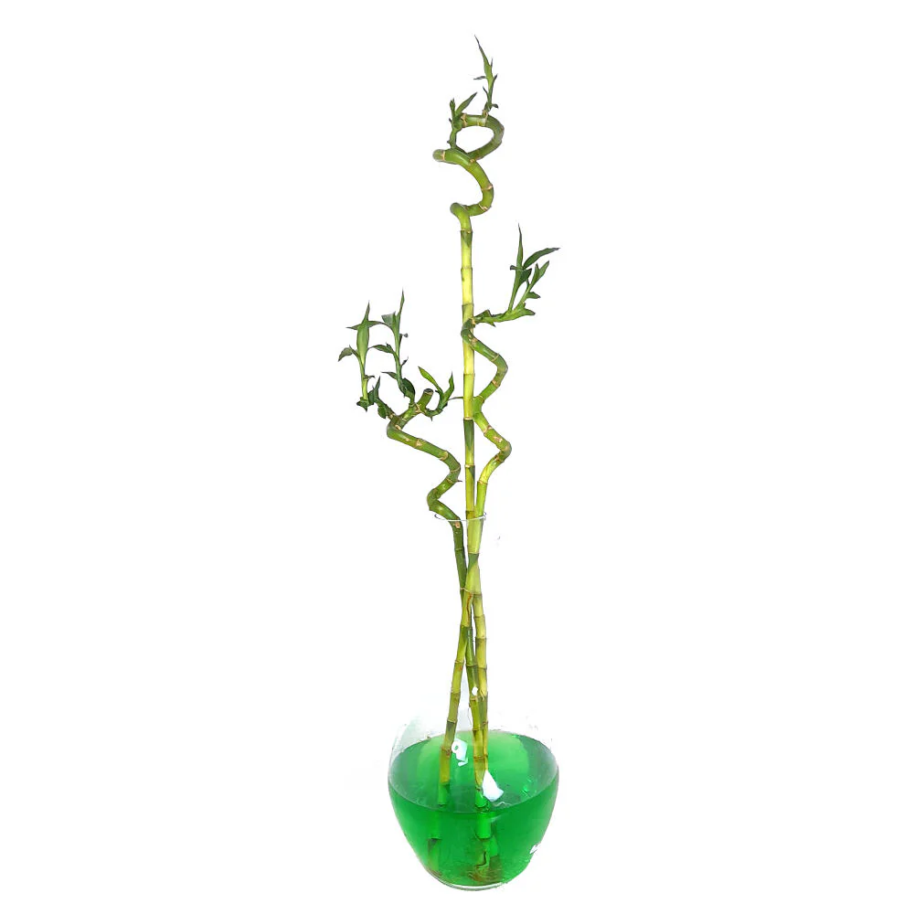 Bambusa Lucky Espiral 80cm