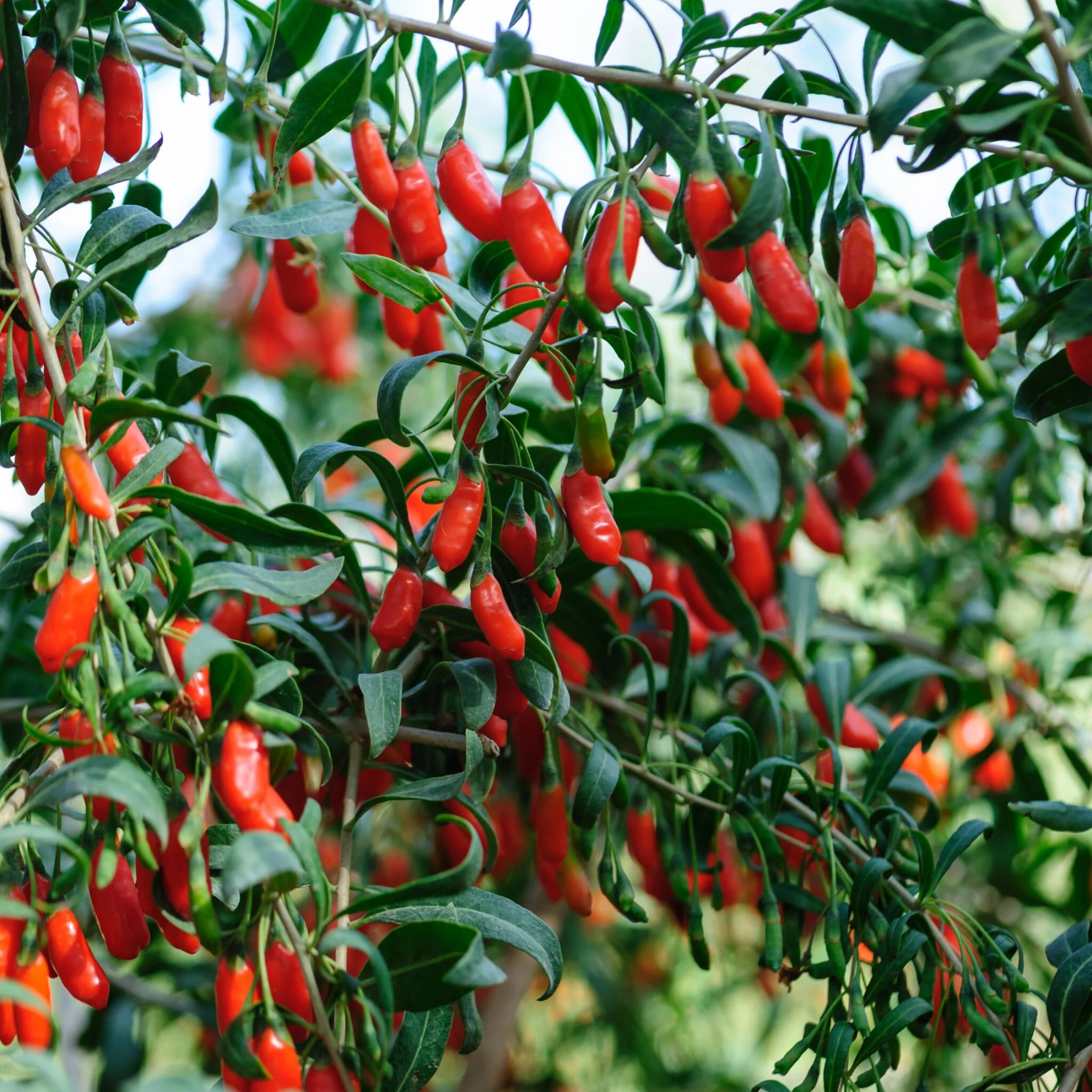 Bayas De Goji - 6 Pzs - Lycium Barbarum - Altura 25-40cm - ⌀9cm - Image 2