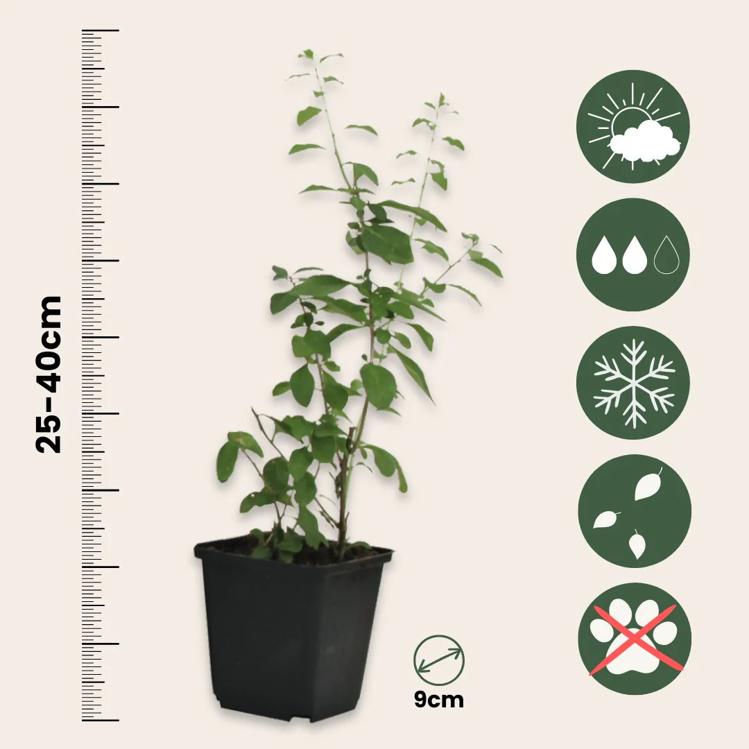 Bayas De Goji - 6 Pzs - Lycium Barbarum - Altura 25-40cm - ⌀9cm - Image 3