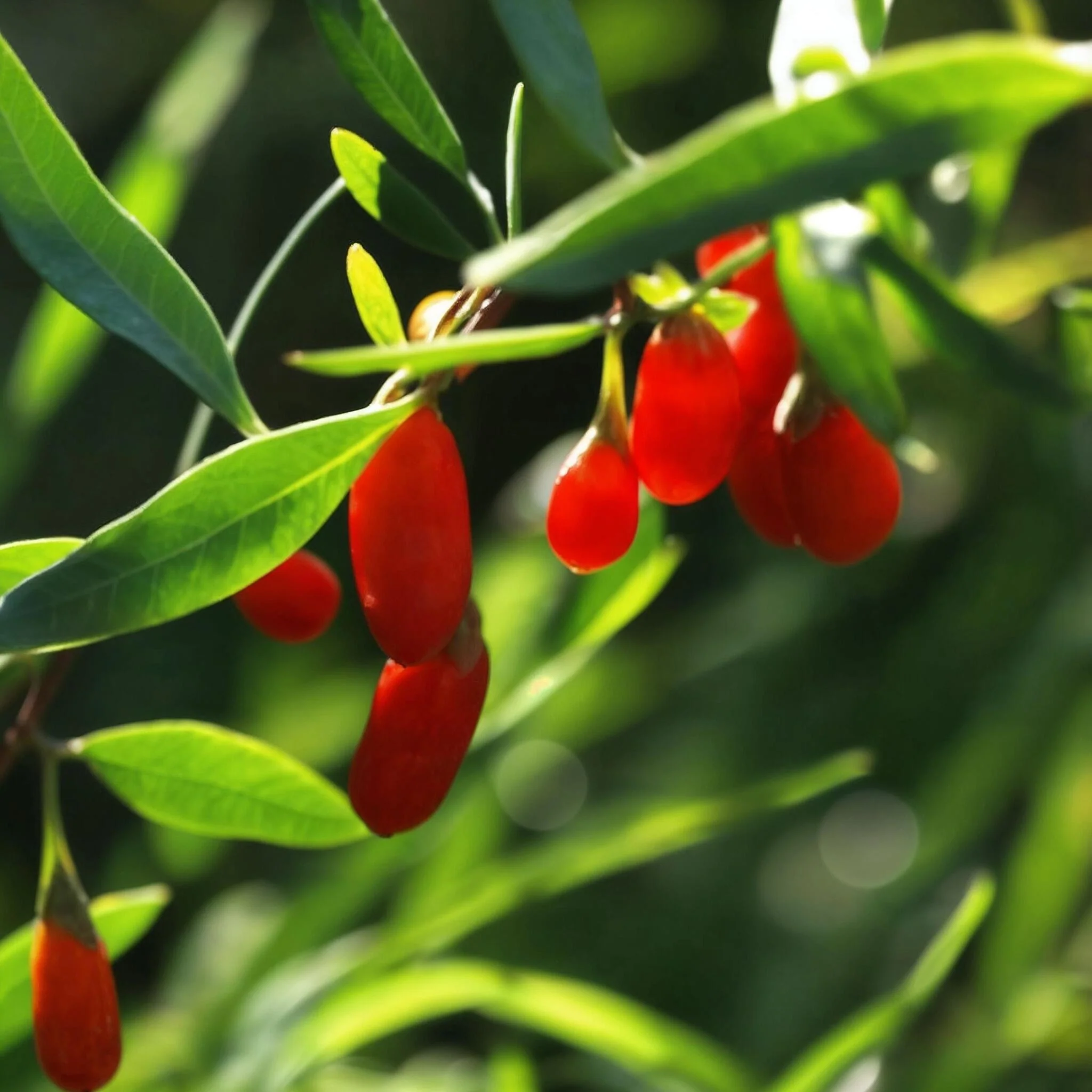 Bayas De Goji - 6 Pzs - Lycium Barbarum - Altura 25-40cm - ⌀9cm - Image 4