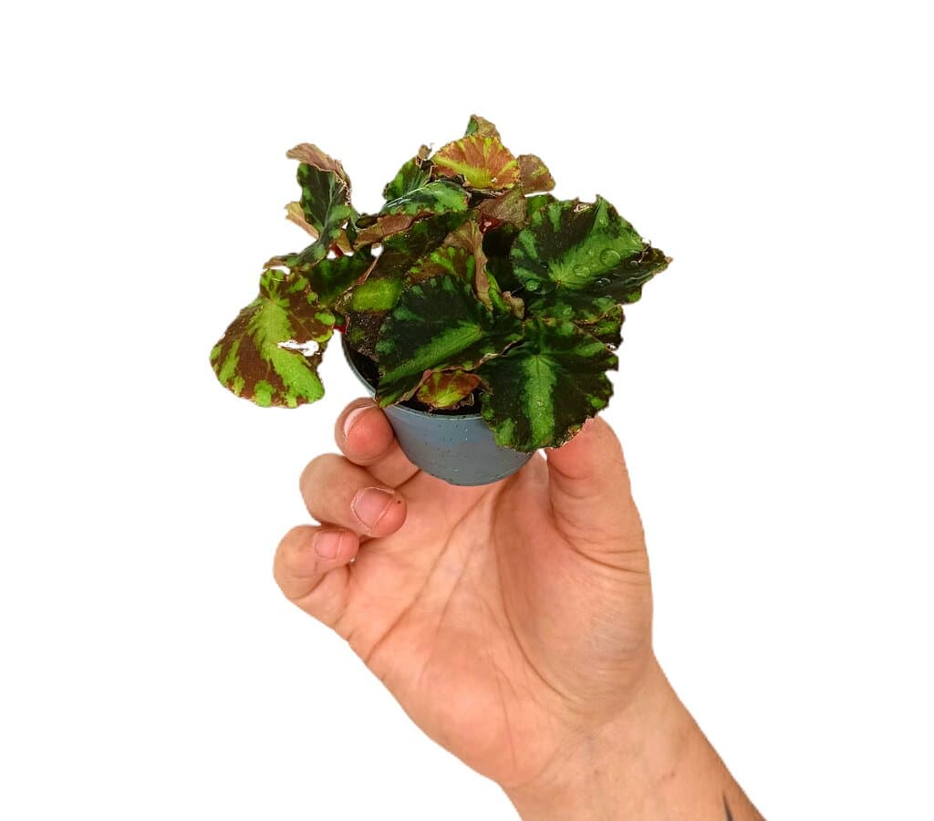 Miniatura 1