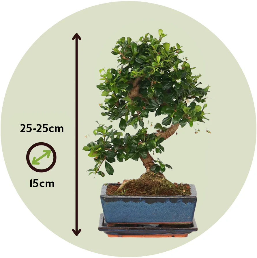 Bonsái - Carmona Microphylla - Altura 20-30cm - ⌀15cm - Image 3