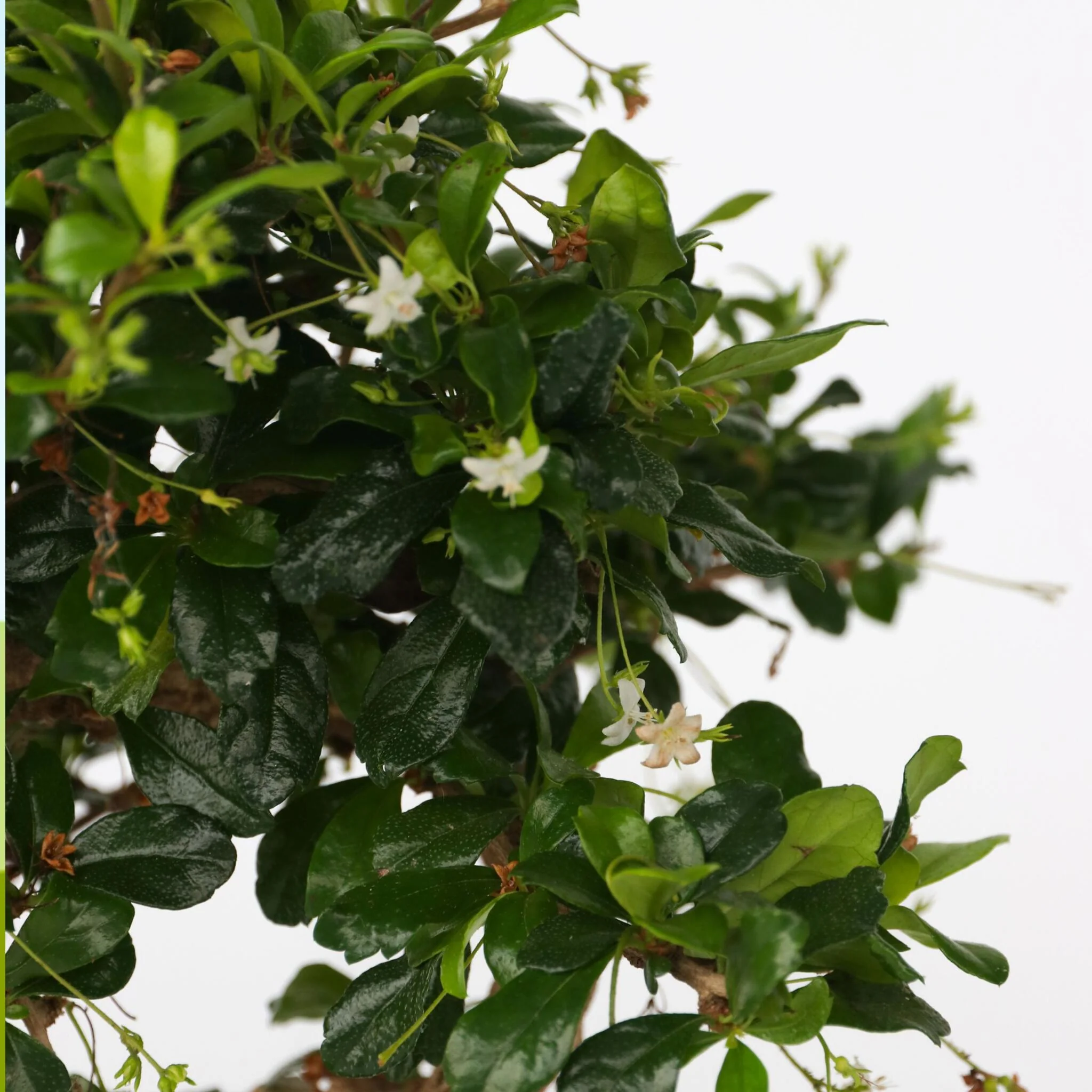 Bonsái - Carmona Microphylla - Altura 20-30cm - ⌀15cm - Image 4