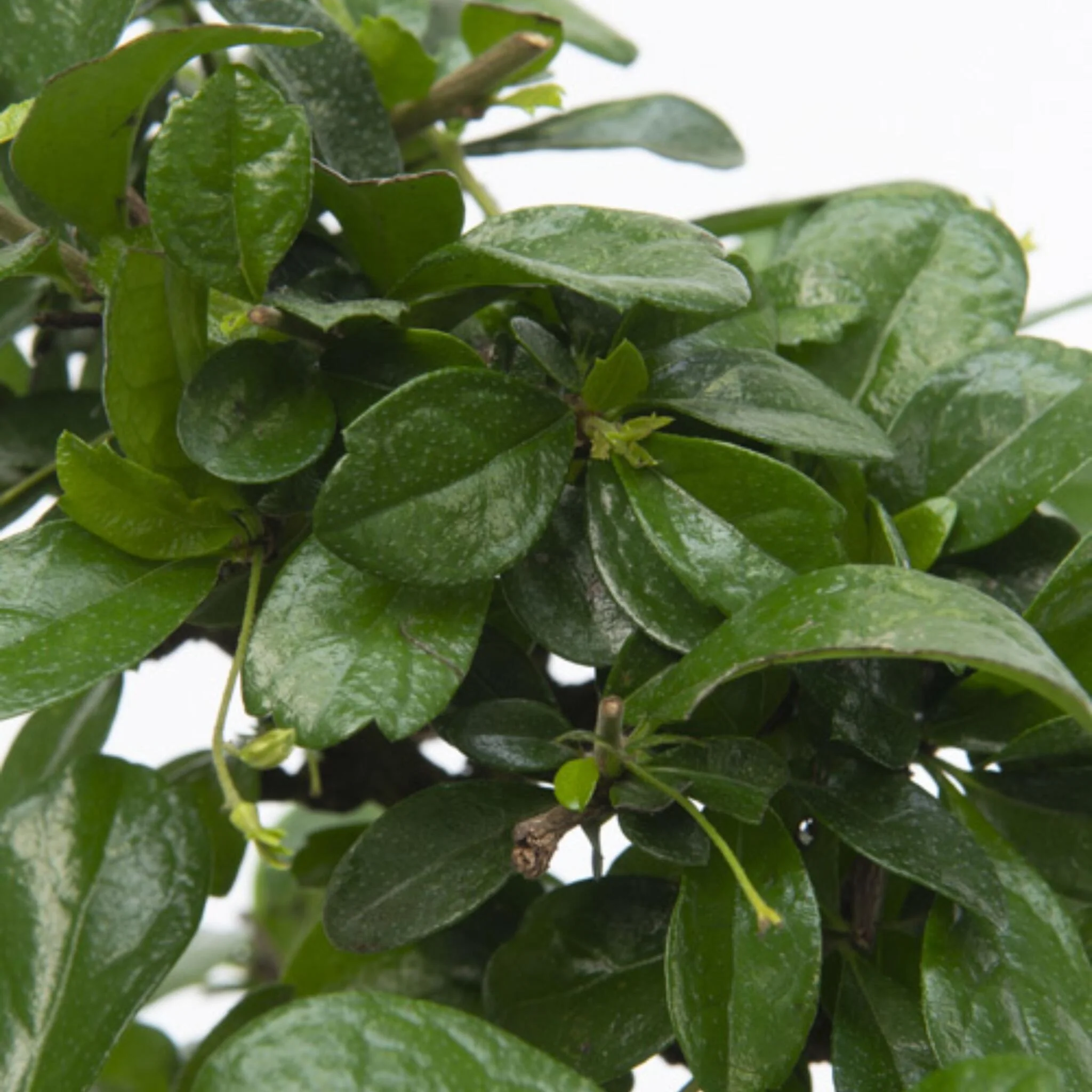 Bonsái - Carmona Microphylla - Altura 25-30cm - ⌀15cm - Image 4