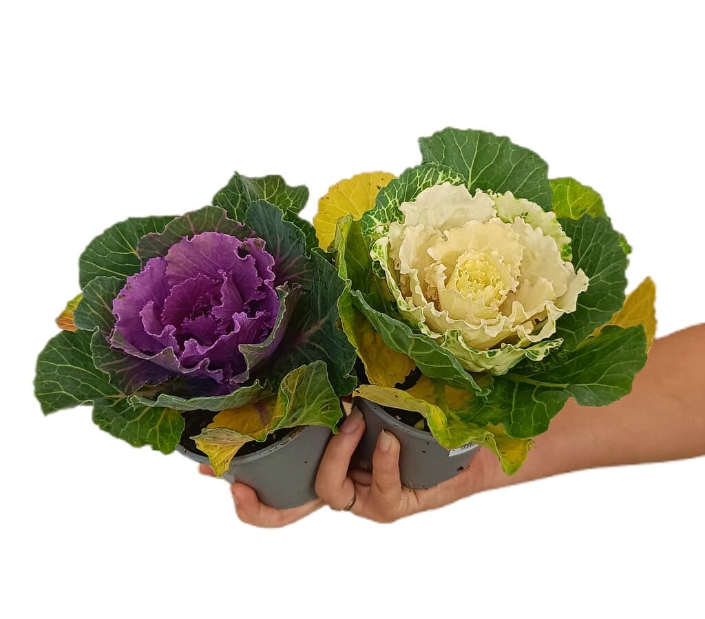 Brassica M11
