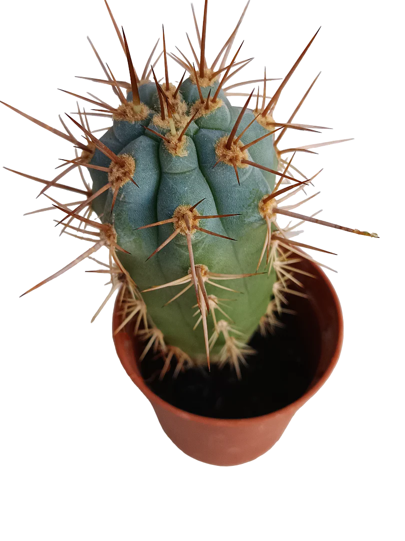 Browningia Hertlingiana Cactus Azul Planta Ø5