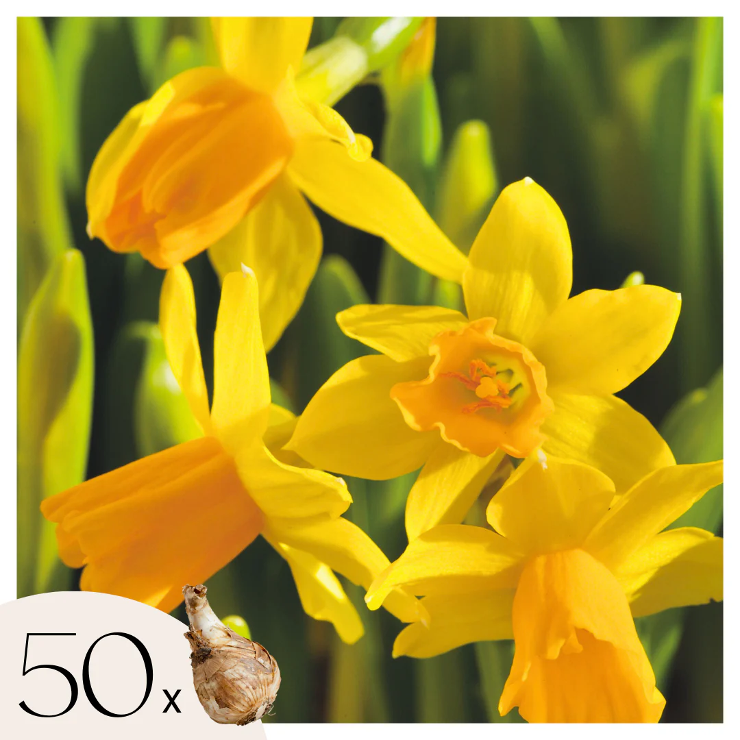 Bulbos De Narcisos - 50 Pzs - Narcissus 'tête-à-tête' - Bulbos De Flores