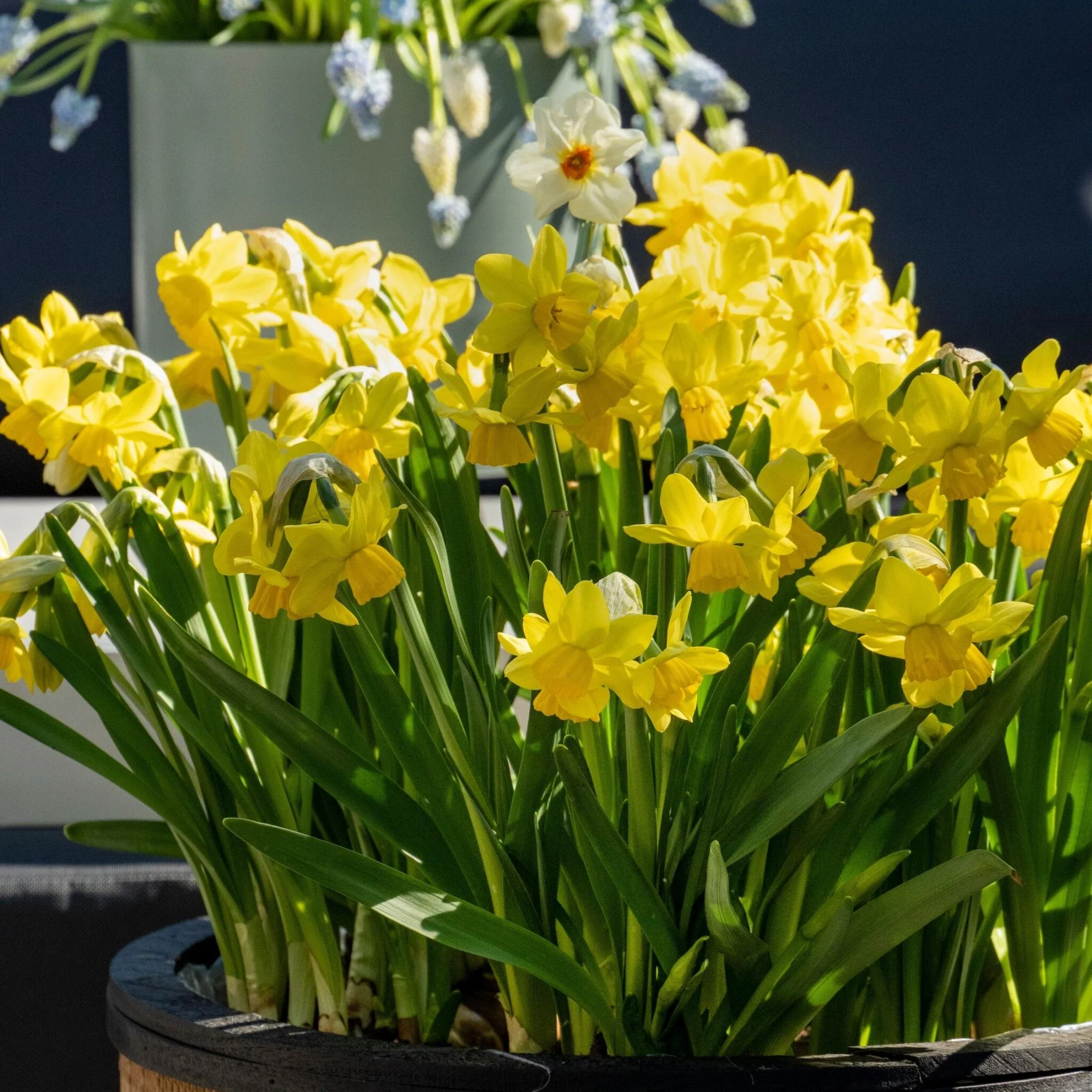 Bulbos De Narcisos - 50 Pzs - Narcissus 'tête-à-tête' - Bulbos De Flores - Image 2