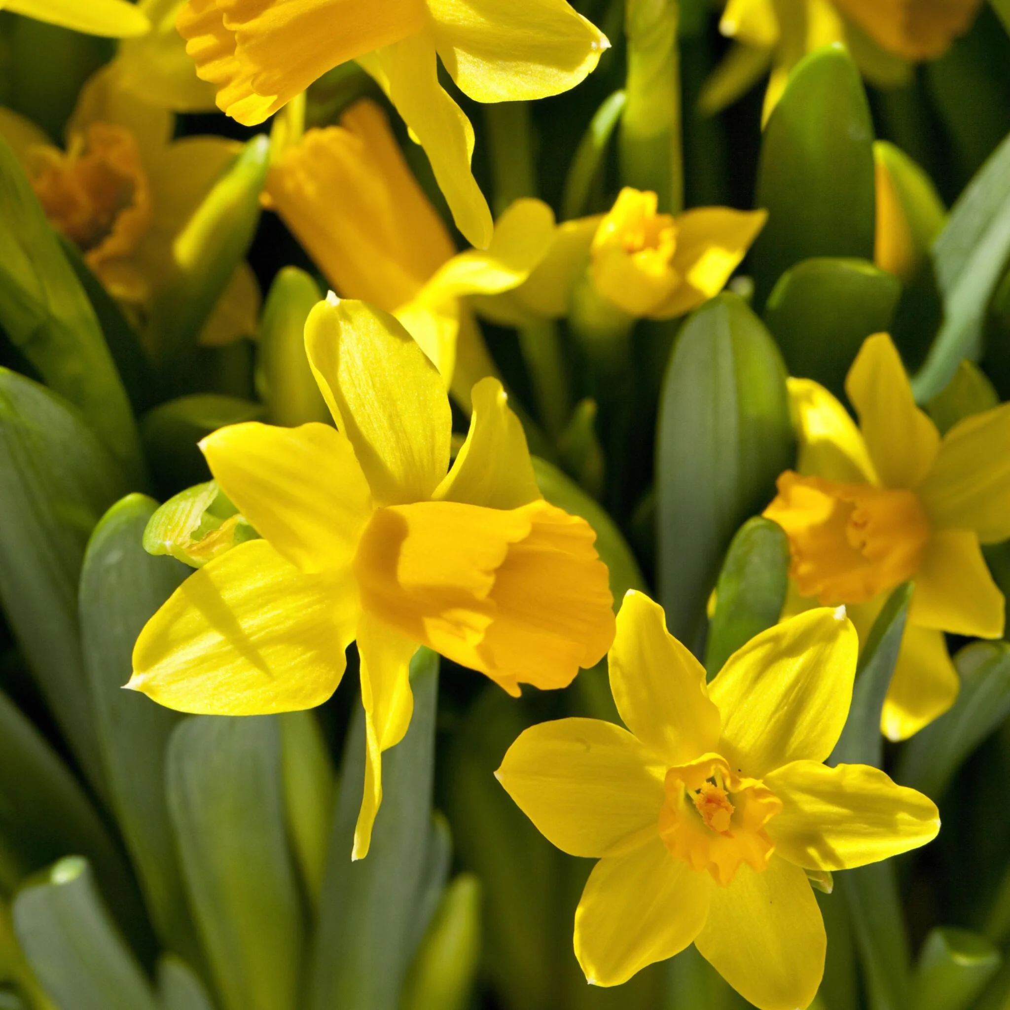 Bulbos De Narcisos - 50 Pzs - Narcissus 'tête-à-tête' - Bulbos De Flores - Image 4