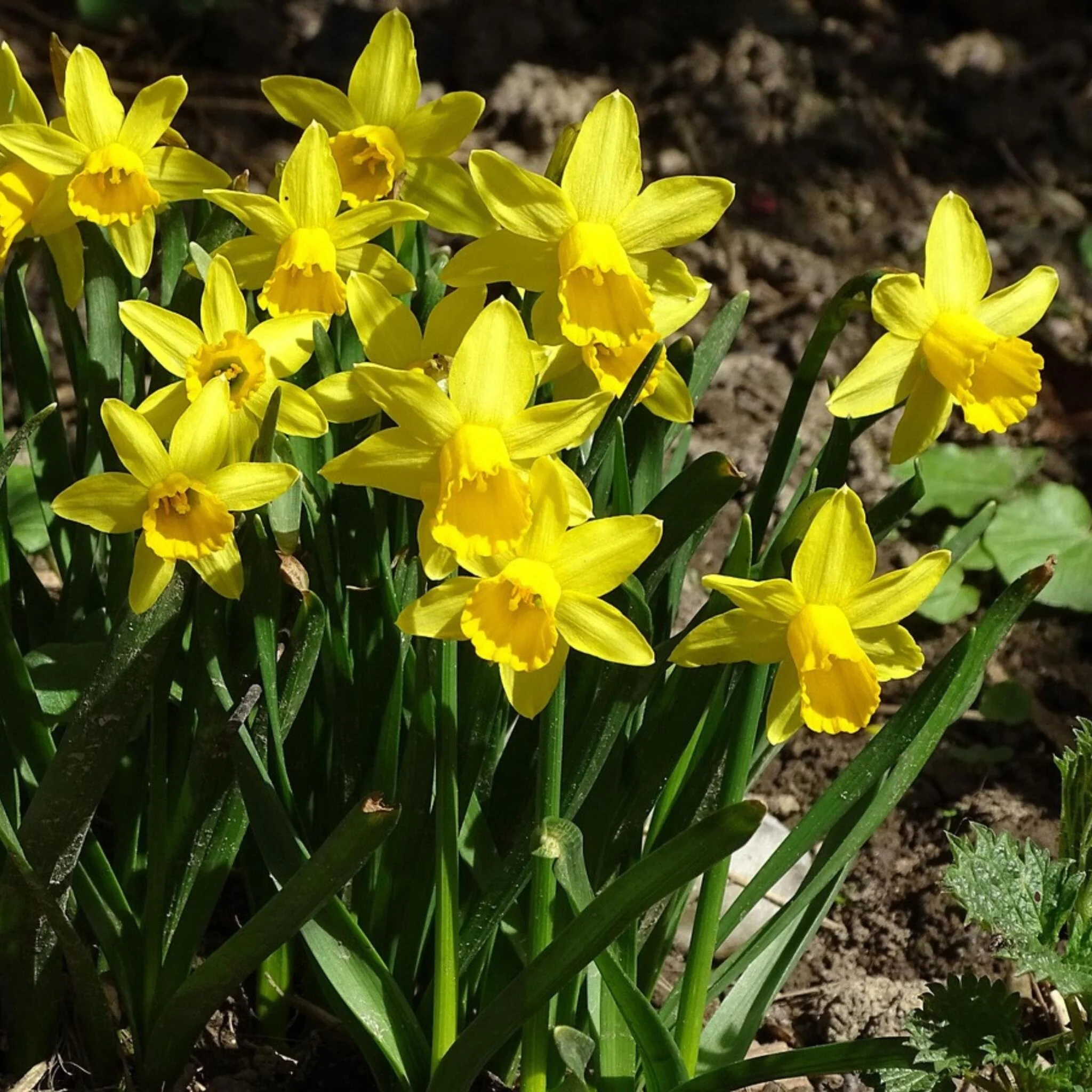 Bulbos De Narcisos - 50 Pzs - Narcissus 'tête-à-tête' - Bulbos De Flores - Image 5