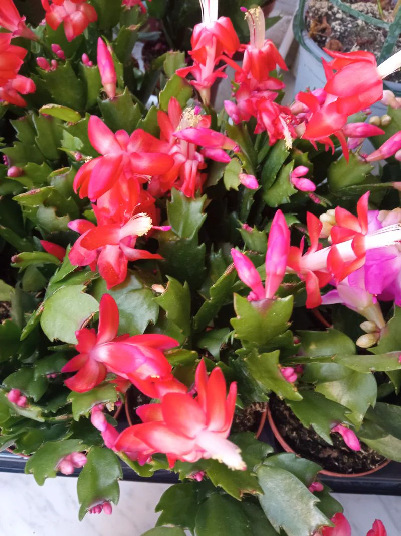 Cactus De Navidad Color Rojo