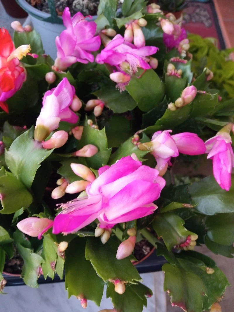Cactus De Navidad Color Rosa