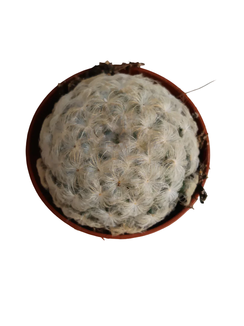 Cactus Mammillaria Plumosa Planta Ø5